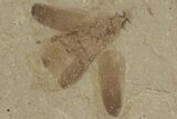 Beetle Fossil- Green River Formation, Utah #101563-1